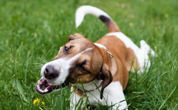 ¿Los perros comen hierba para purgarse?