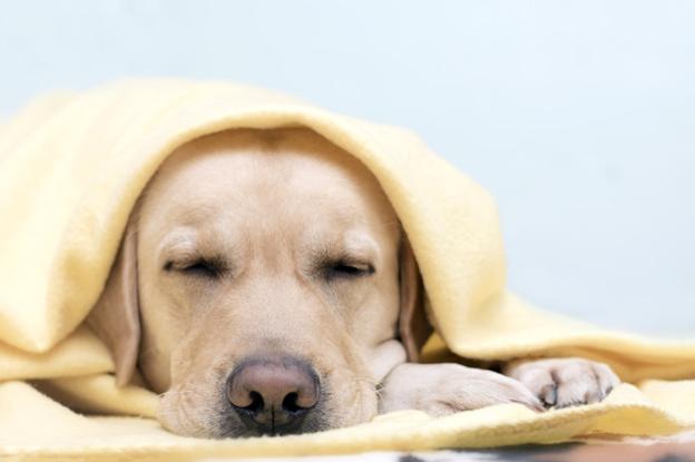 Perro bajo la manta descansando. 