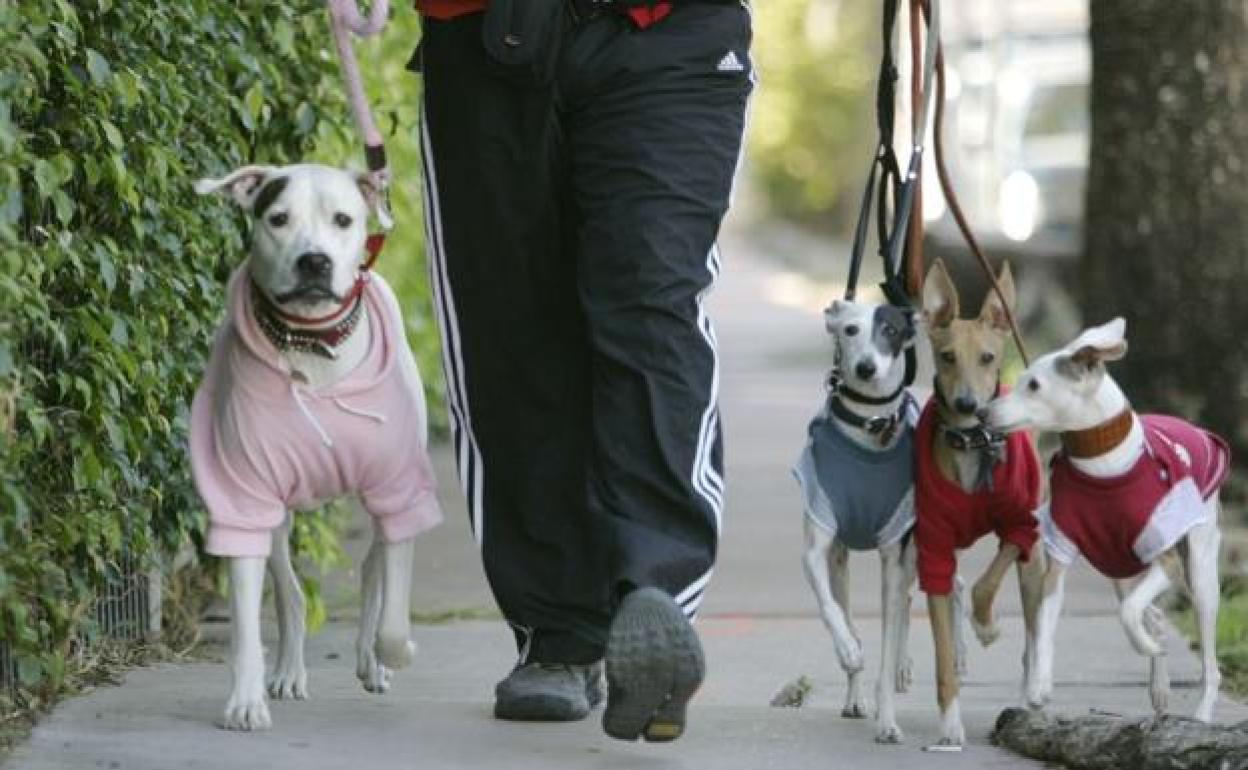 Una sesión de paseo con varios perros con sus prendas de abrigo.