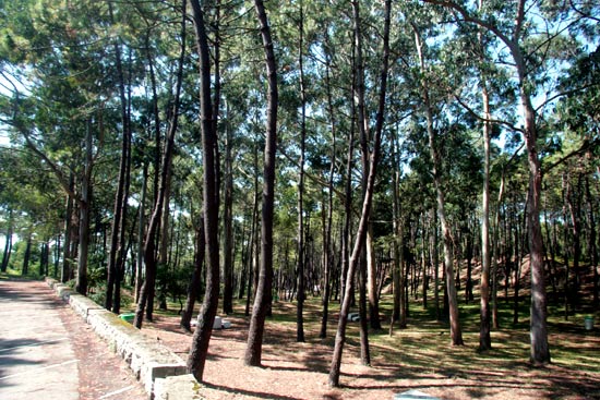 Masa forestal de pino marítimo, en el Parque Natural de las Dunas de Liencres.