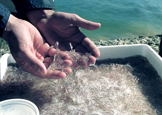 La riqueza angulera del río Pas ofrece en el municipio su plato más típico: las angulas.