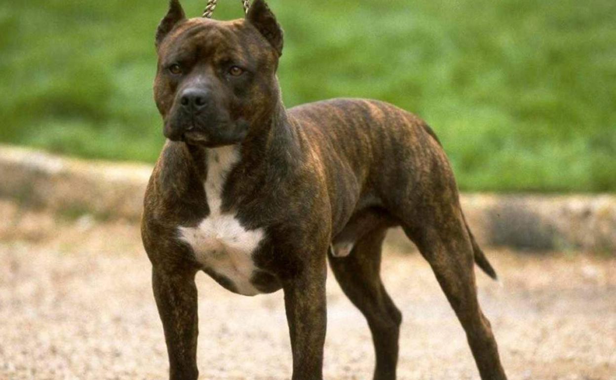 Foto de un American Sttafordshire Terrier.