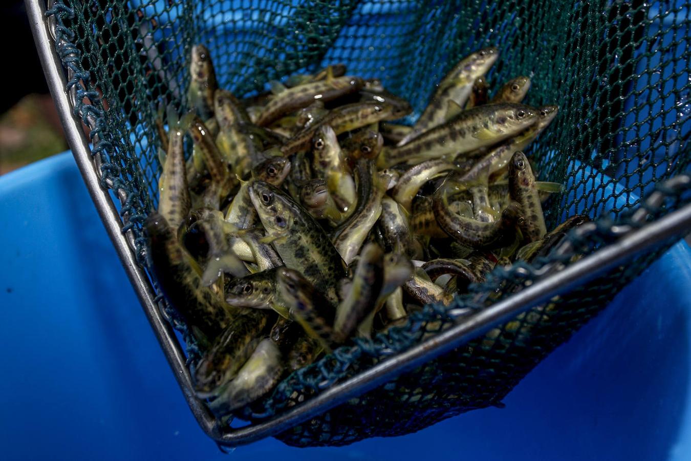 Alumnos del colegio San Agustín de Santander han colaborado en la suelta de salmones en el río Besaya.