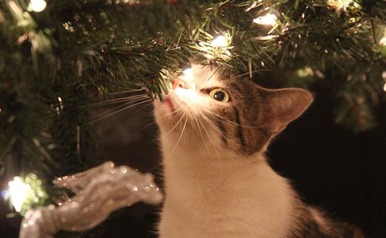 Ejemplo de gato dentro de un árbol haciendo de las suyas.