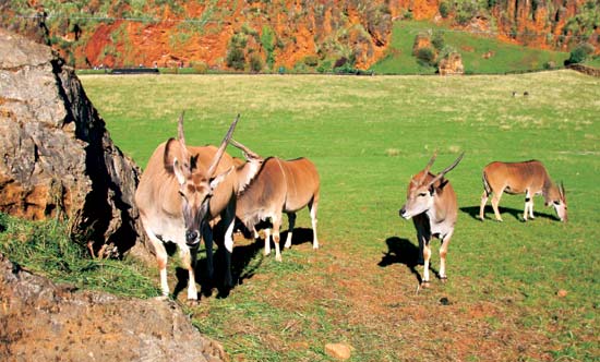 Imagen secundaria 1 - Dos ejemplares de tigres, en el Parque de la Naturaleza de Cabárceno. Un grupo de elands, el mayor de los antílopes, en Cabárceno. Ejemplar de jirafa.