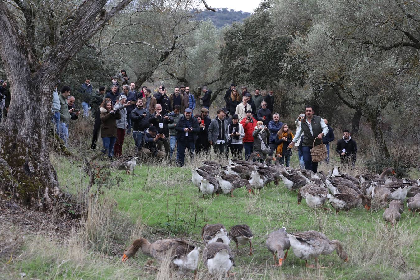 Visita a la Patería de Sousa donde se crían ocas en óptimas condiciones de sostenibilidad. 