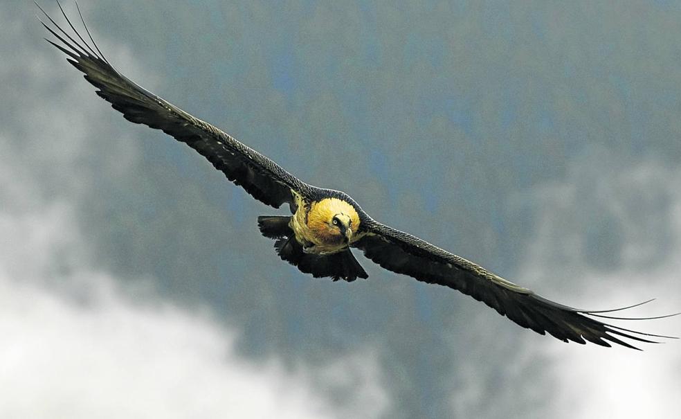 Imagen de un quebrantahuesos planeando con las alas extendidas, envergadura que puede llegar a medir casi tres metros. :: 