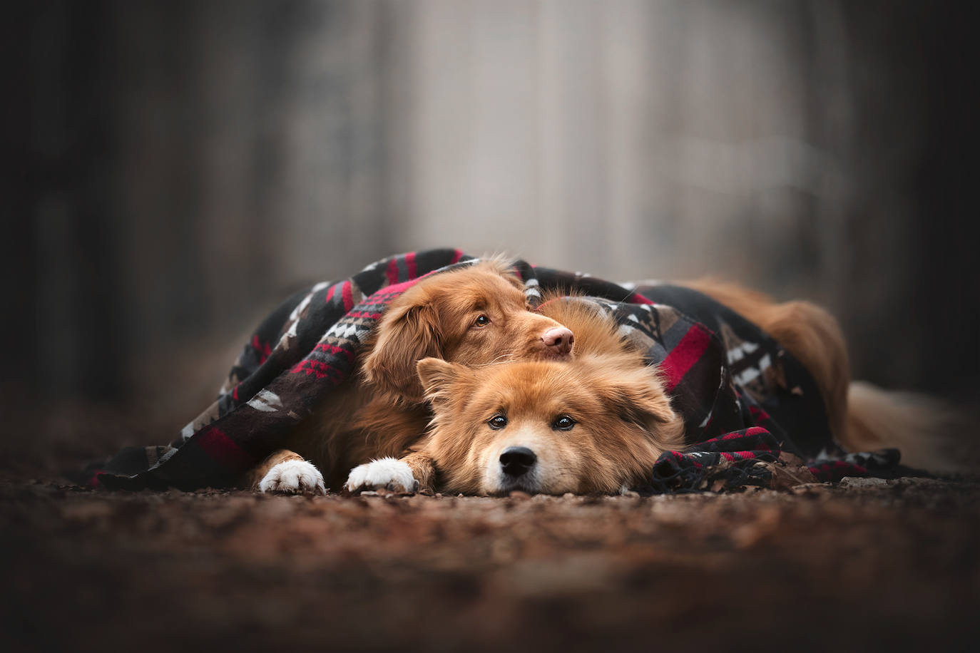 La fotógrafa austriaca ha sido galardonada este año como 'Mejor fotógrafa de perros 2019' en la categoría 'Perros rescatados', del concurso organizado por el Kennel Club Charitable Trust.