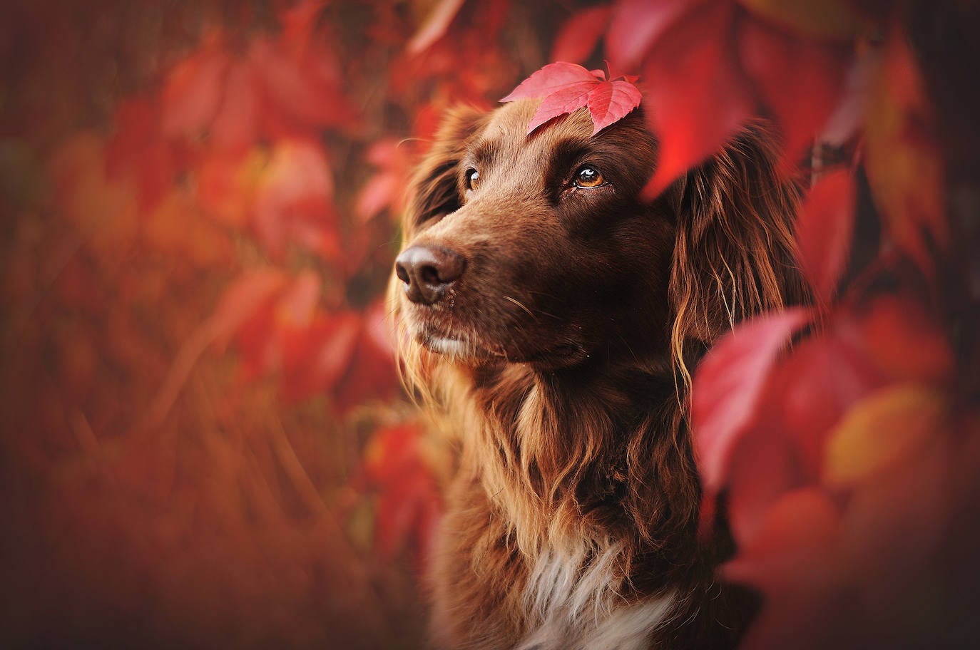 La fotógrafa austriaca ha sido galardonada este año como 'Mejor fotógrafa de perros 2019' en la categoría 'Perros rescatados', del concurso organizado por el Kennel Club Charitable Trust.