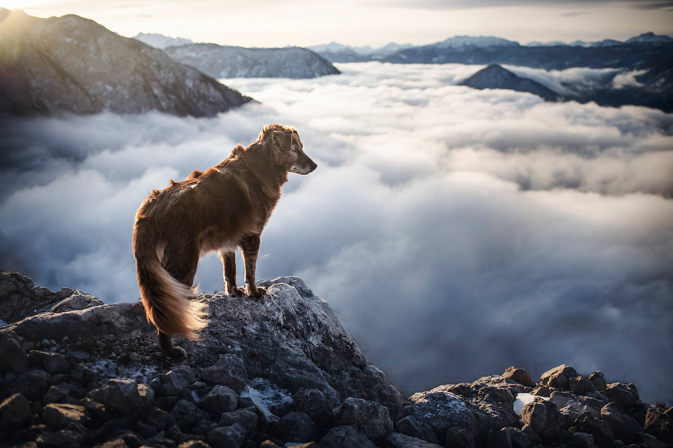 La fotógrafa austriaca ha sido galardonada este año como 'Mejor fotógrafa de perros 2019' en la categoría 'Perros rescatados', del concurso organizado por el Kennel Club Charitable Trust.