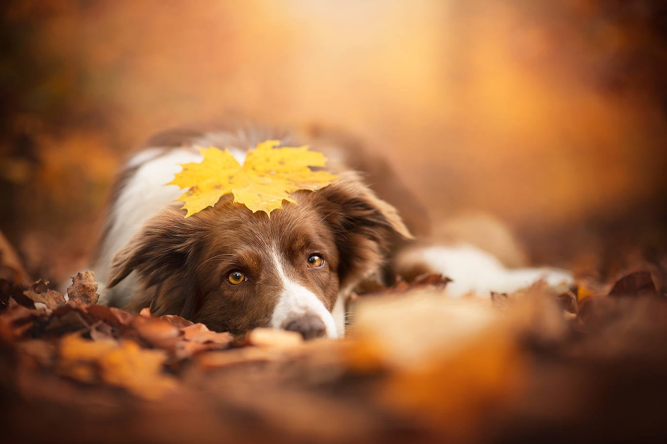 La fotógrafa austriaca ha sido galardonada este año como 'Mejor fotógrafa de perros 2019' en la categoría 'Perros rescatados', del concurso organizado por el Kennel Club Charitable Trust.