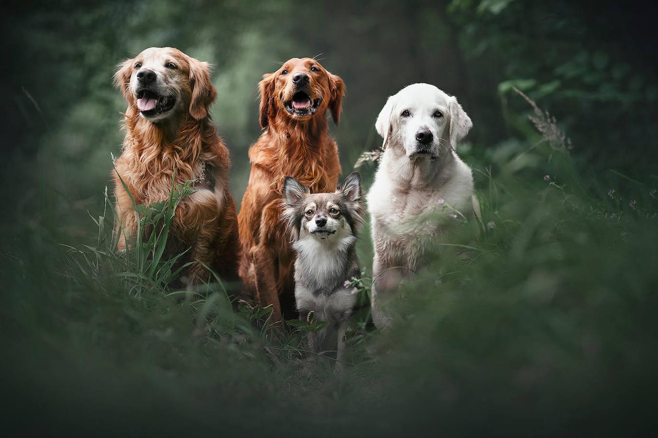 Fotos: Las mejores fotos de perros a través del objetivo de Anne Geier