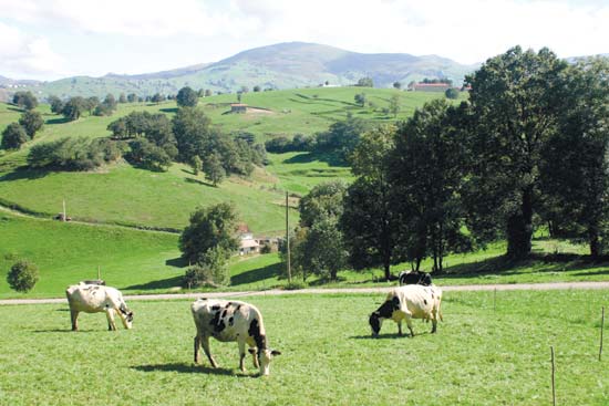 Praderas destinadas a pastos.