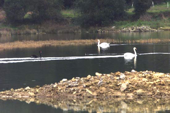 Vista, desde Argoños, de dos cisnes en la marisma de Santoña