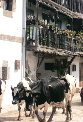 Reses por las calles de la villa de Escalante.