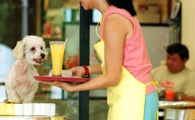 Hay que controlar el impulso de comer de nuestra mascota.