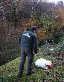 Imagen secundaria 2 - «Es desgarrador abrir la ventana de casa y ver la finca sembrada de cadáveres»