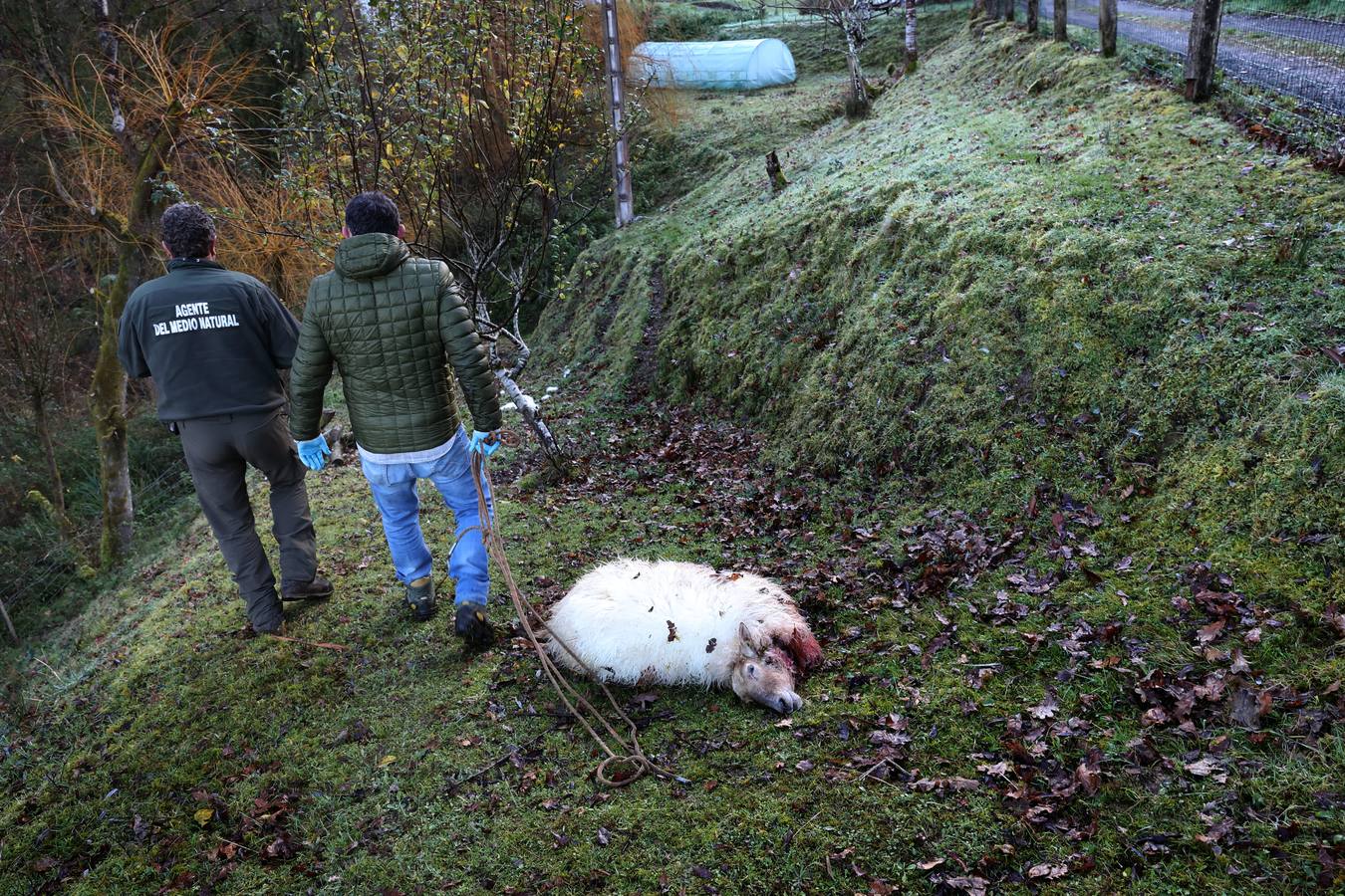 Fotos: Los lobos matan un rebaño de ovejas en Valdáliga