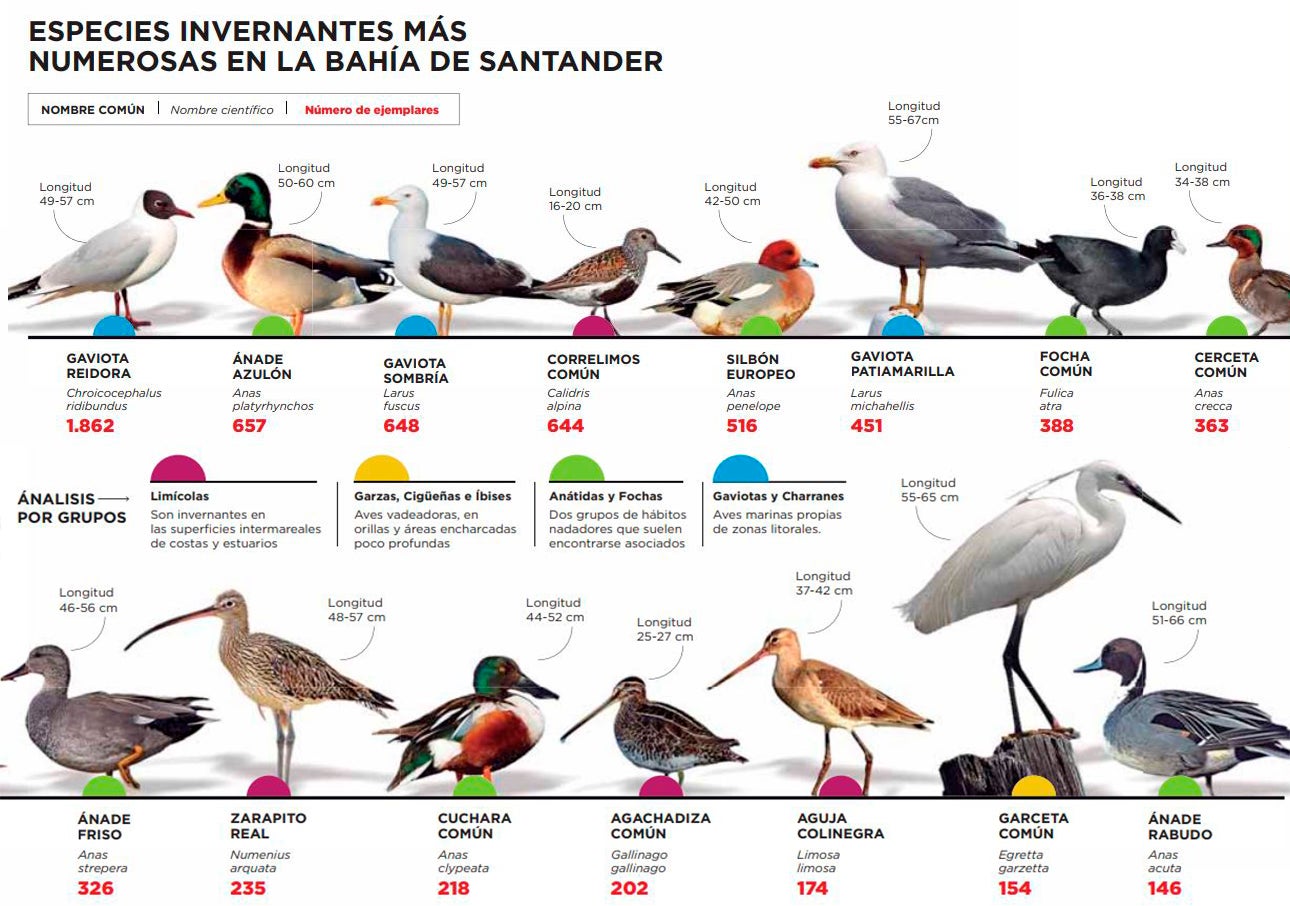 Especies invernantes más numerosas en la Bahía de Santander