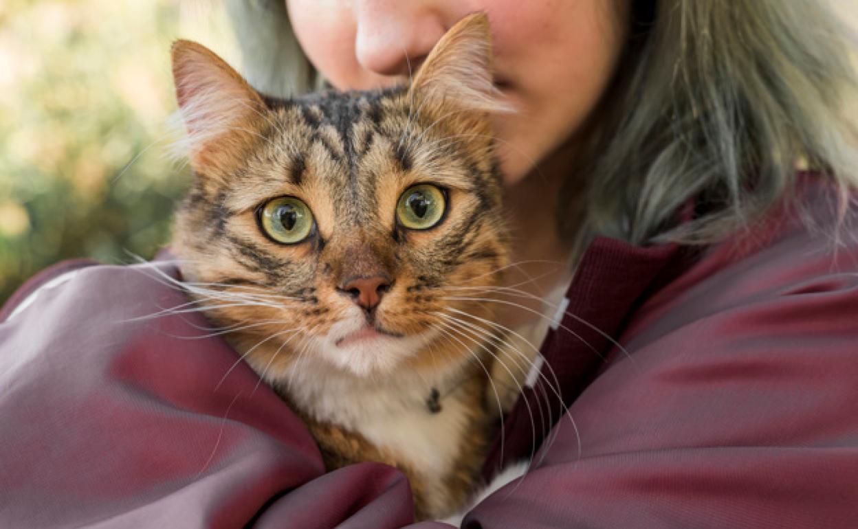 Cinco ventajas saludables de tener un gato