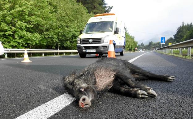 Jabalí atropellado en una carretera.