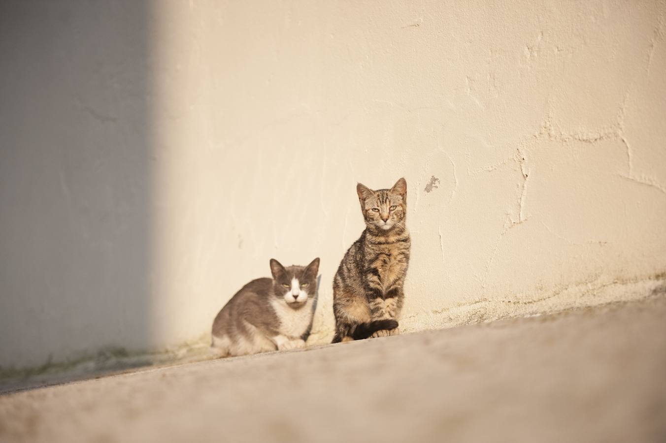 Imagen de archivo de dos gatos callejeros.