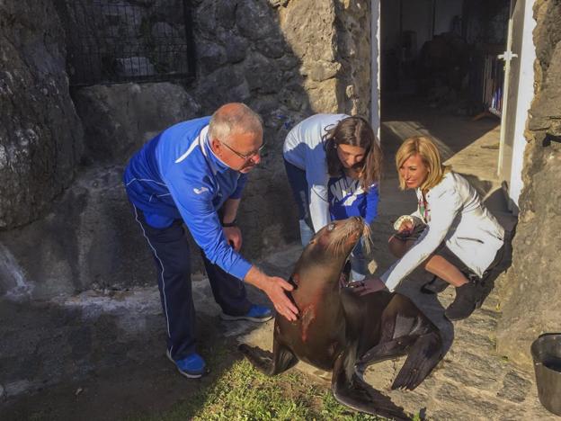 Muere 'Baby', un león marino del minizoo de La Magdalena 