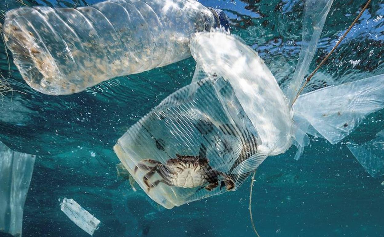 Entre ocho y doce millones de toneladas de plástico colapsan cada año el mar