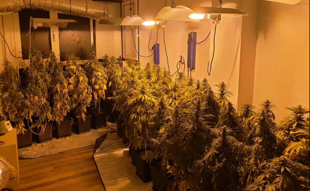 Imagen de una de las plantaciones indoor localizadas por la Policía Nacional.