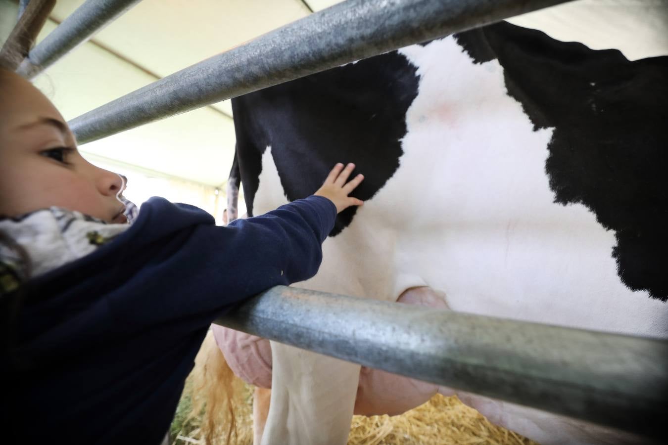 La Feria de la Leche de Trasierra ha ensalzado la labor de los ganaderos y un precio justo para la leche por cuarto año consecutivo, un evento con gran aceptación que se ha celebrado en este barrio del municipio de Ruiloba con motivo de la festividad de Santa Eulalia. 