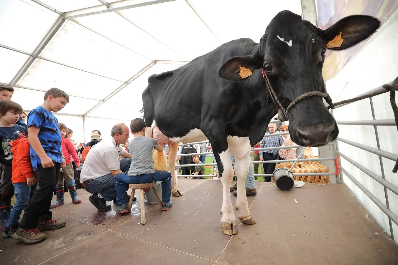 La Feria de la Leche de Trasierra ha ensalzado la labor de los ganaderos y un precio justo para la leche por cuarto año consecutivo, un evento con gran aceptación que se ha celebrado en este barrio del municipio de Ruiloba con motivo de la festividad de Santa Eulalia. 