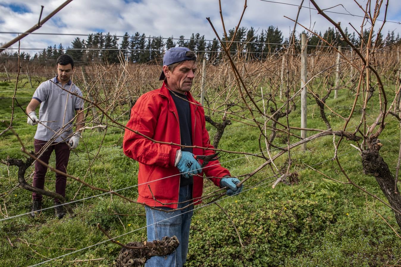 Entre enero y febrero los operarios trabajan en la poda de las vides para cortar las ramas viejas.