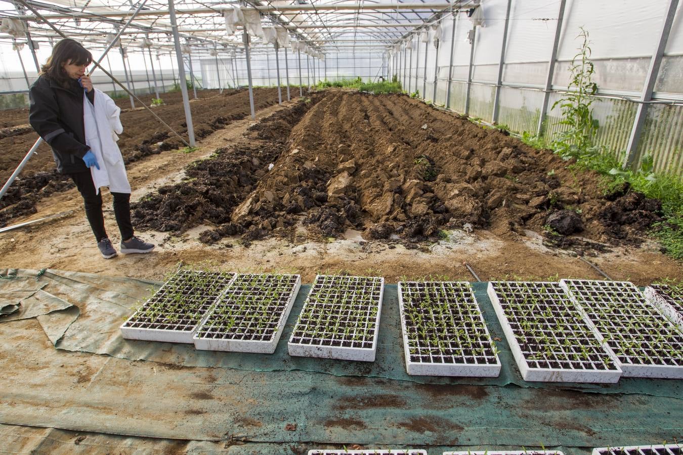 El banco de semillas del Centro de Investigación y Formación Agraria (CIFA) de Cantabria atesora el patrimonio genético de especies hortofrutícolas tradicionales de la región. Su trabajo busca frenar la pérdida de la biodiversidad agrícola; recuperar el cultivo de variedades tradicionales; favorecer la seguridad alimentaria; garantizar la disponibilidad de los recursos necesarios en el futuro y la puesta en valor de especies que tal vez tengan menos rentabilidad comercial, pero que su alta calidad y sus propiedades organolépticas –cómo sabe, cómo huele, su textura– compense ese mayor coste 