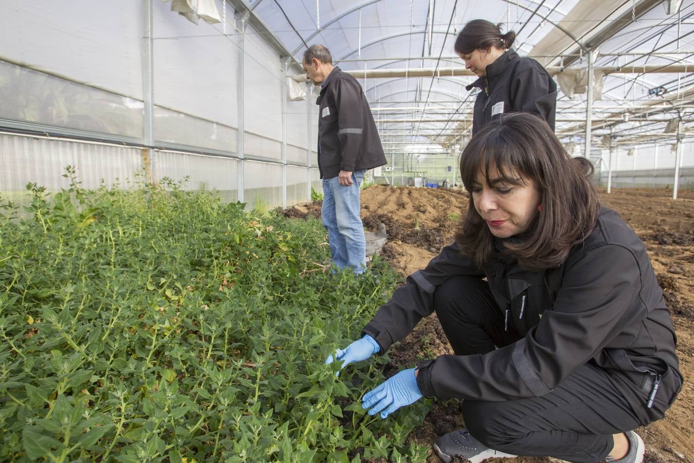 El banco de semillas del Centro de Investigación y Formación Agraria (CIFA) de Cantabria atesora el patrimonio genético de especies hortofrutícolas tradicionales de la región. Su trabajo busca frenar la pérdida de la biodiversidad agrícola; recuperar el cultivo de variedades tradicionales; favorecer la seguridad alimentaria; garantizar la disponibilidad de los recursos necesarios en el futuro y la puesta en valor de especies que tal vez tengan menos rentabilidad comercial, pero que su alta calidad y sus propiedades organolépticas –cómo sabe, cómo huele, su textura– compense ese mayor coste 