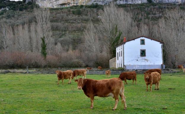 Imagen principal - Arriba, pasto junto al antiguo truchero en Pedrosa de Valdeporres. Abajo, el río Engaña a su paso por Pedrosa de Valdeporres. Y un curioso recodo junto a un antiguo molino de agua cerca de Brizuela.