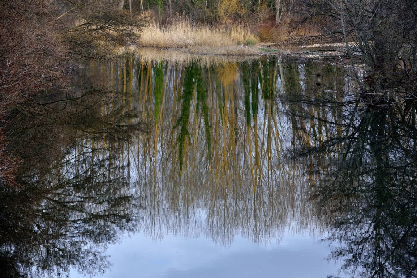 Árboles que se desperezan del invierno se reflejan en el Nela en Cigüenza.