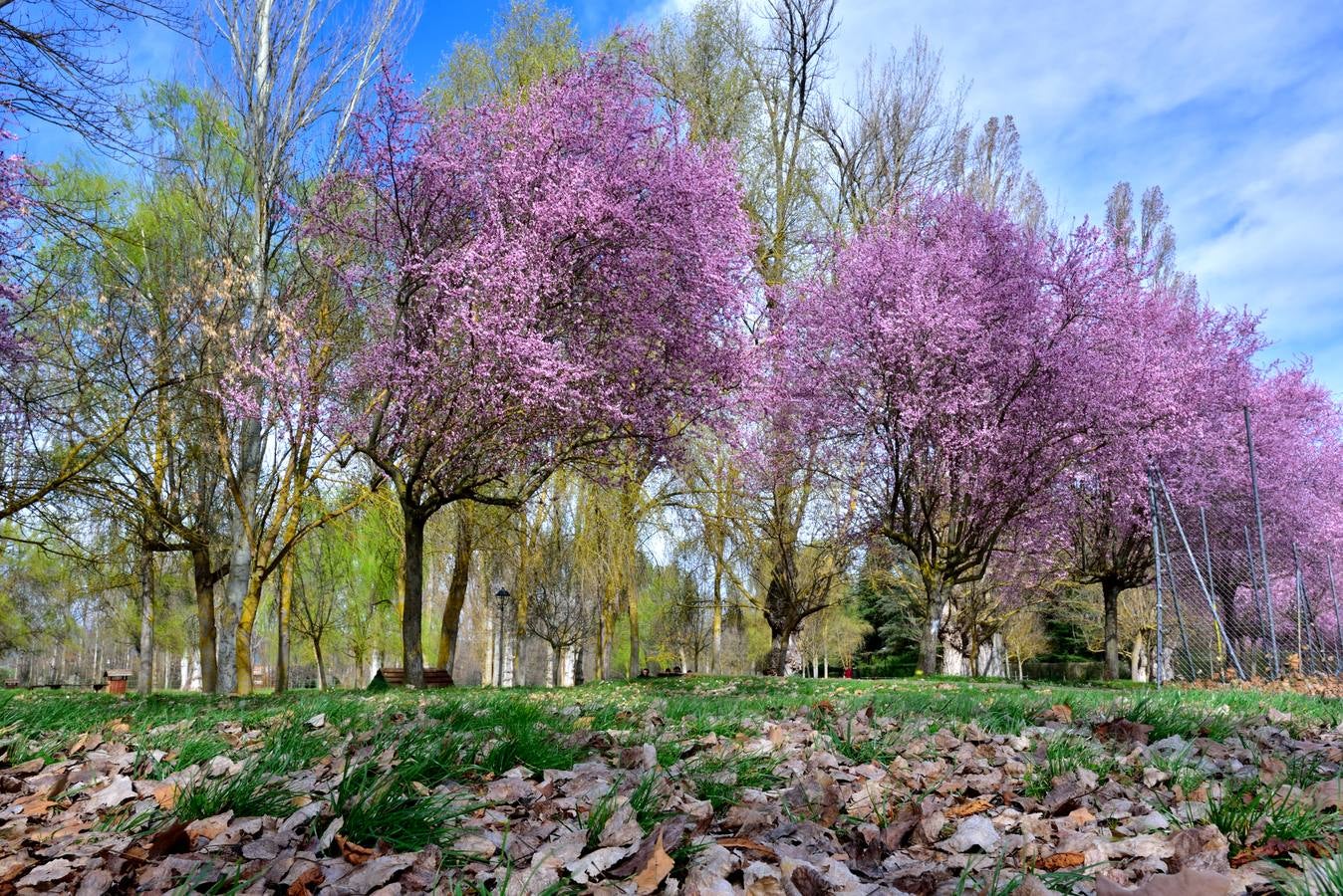 Mezcla de colores de las paletas del otoño y de la primavera en el parque de Villarcayo.