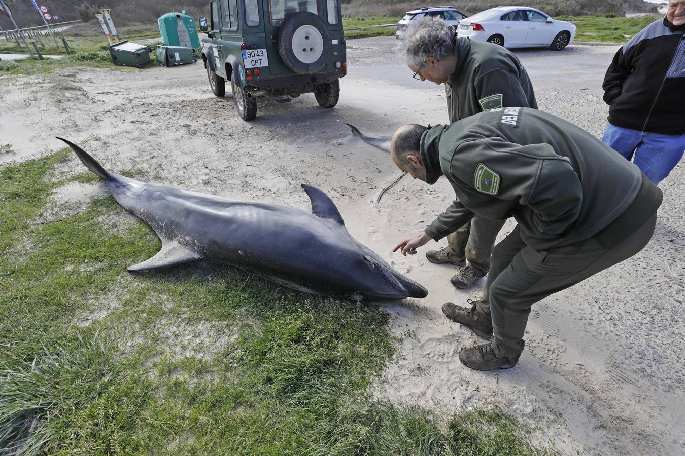 Dos delfines mulares han aparecido esta mañana varados en la orilla de la playa de Gerra, en San Vicente de la Barquera. El procedimiento siempre es el mismo. Llegar hasta el punto facilitado, certificar la muerte de los animales, llamar al veterinario y trasladarlo al centro de recuperación de Cabárceno para que analicen los cuerpos y el motivo del fallecimiento.