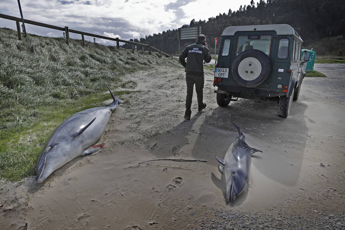 Dos delfines mulares han aparecido esta mañana varados en la orilla de la playa de Gerra, en San Vicente de la Barquera. El procedimiento siempre es el mismo. Llegar hasta el punto facilitado, certificar la muerte de los animales, llamar al veterinario y trasladarlo al centro de recuperación de Cabárceno para que analicen los cuerpos y el motivo del fallecimiento.