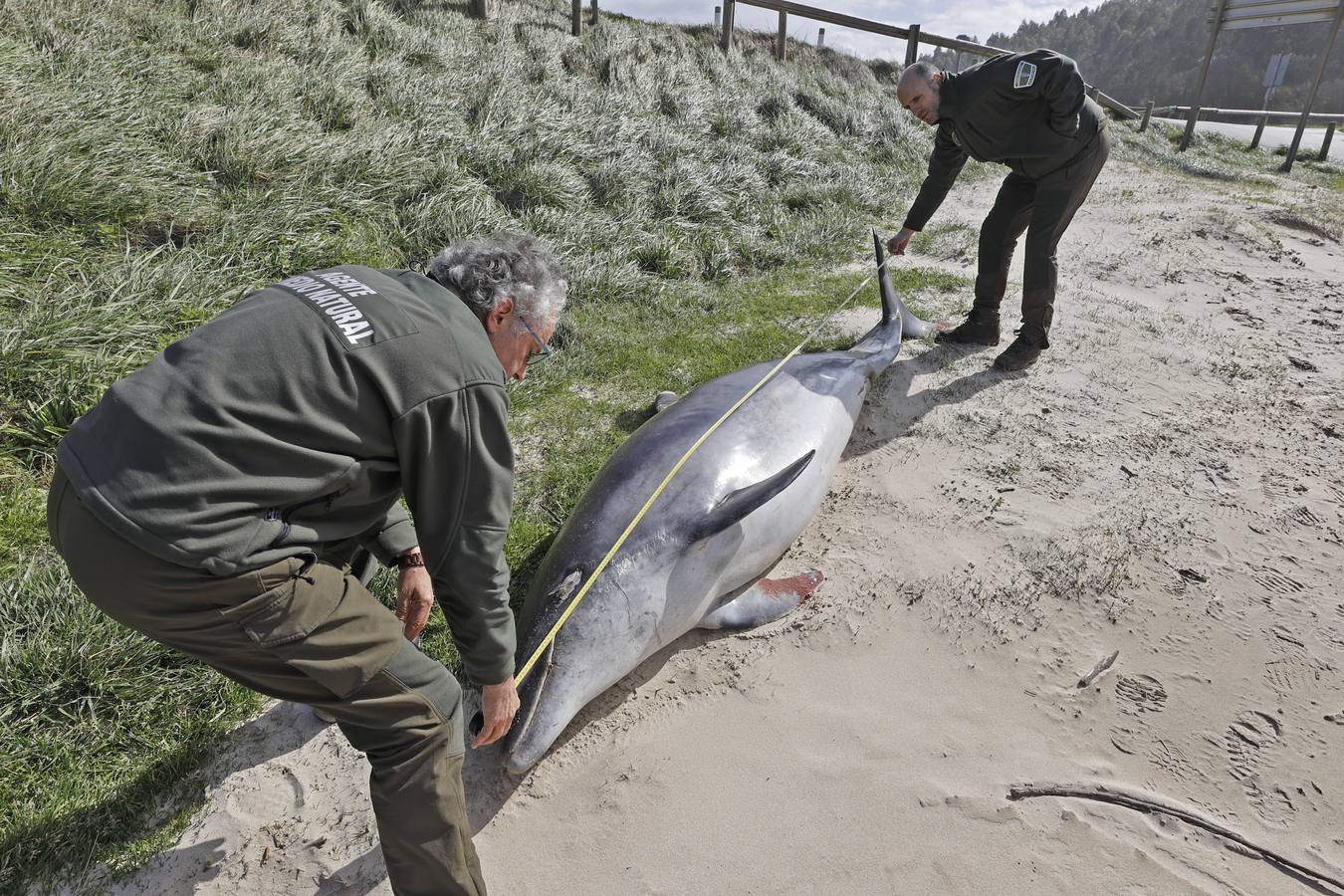 Dos delfines mulares han aparecido esta mañana varados en la orilla de la playa de Gerra, en San Vicente de la Barquera. El procedimiento siempre es el mismo. Llegar hasta el punto facilitado, certificar la muerte de los animales, llamar al veterinario y trasladarlo al centro de recuperación de Cabárceno para que analicen los cuerpos y el motivo del fallecimiento.