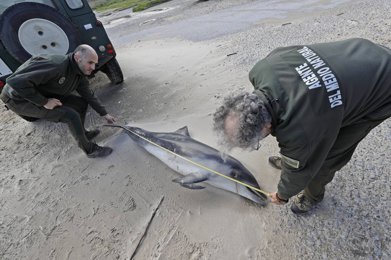 Dos delfines mulares han aparecido esta mañana varados en la orilla de la playa de Gerra, en San Vicente de la Barquera. El procedimiento siempre es el mismo. Llegar hasta el punto facilitado, certificar la muerte de los animales, llamar al veterinario y trasladarlo al centro de recuperación de Cabárceno para que analicen los cuerpos y el motivo del fallecimiento.