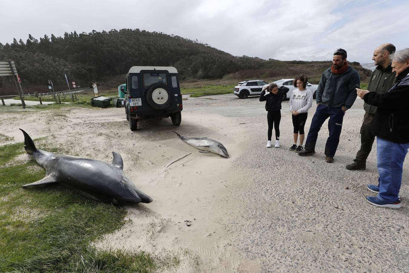 Dos delfines mulares han aparecido esta mañana varados en la orilla de la playa de Gerra, en San Vicente de la Barquera. El procedimiento siempre es el mismo. Llegar hasta el punto facilitado, certificar la muerte de los animales, llamar al veterinario y trasladarlo al centro de recuperación de Cabárceno para que analicen los cuerpos y el motivo del fallecimiento.