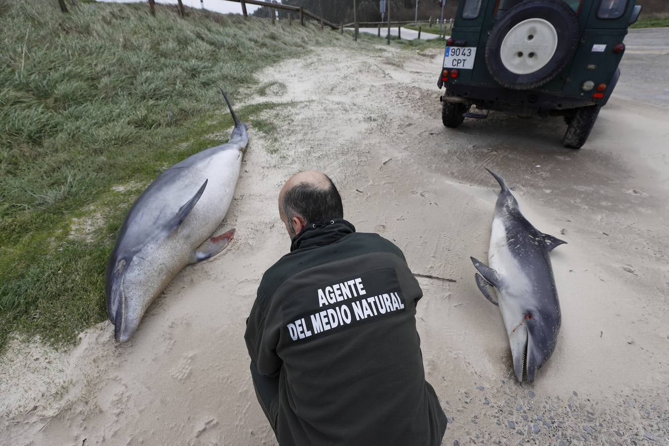 Dos delfines mulares han aparecido esta mañana varados en la orilla de la playa de Gerra, en San Vicente de la Barquera. El procedimiento siempre es el mismo. Llegar hasta el punto facilitado, certificar la muerte de los animales, llamar al veterinario y trasladarlo al centro de recuperación de Cabárceno para que analicen los cuerpos y el motivo del fallecimiento.