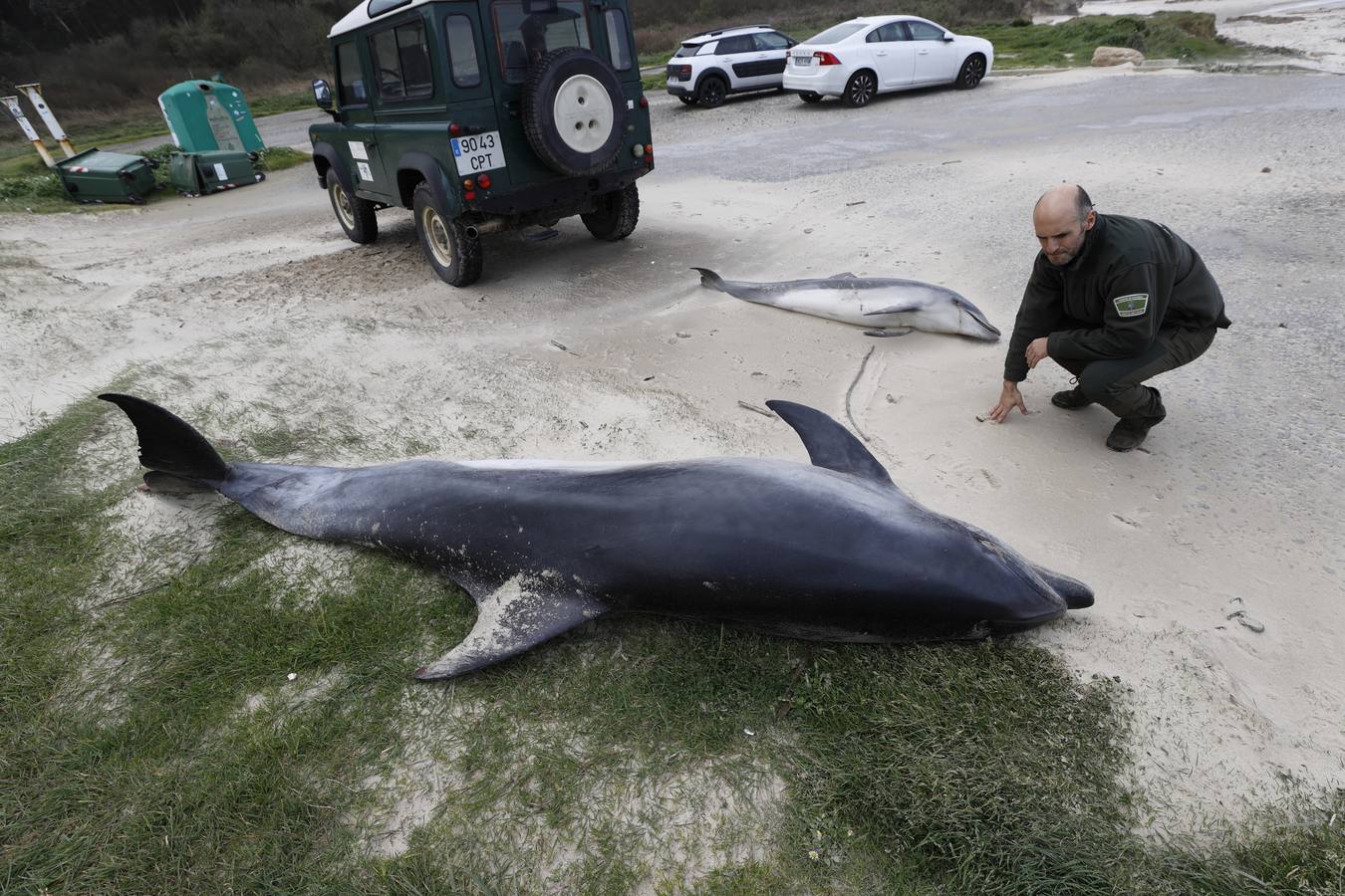 Dos delfines mulares han aparecido esta mañana varados en la orilla de la playa de Gerra, en San Vicente de la Barquera. El procedimiento siempre es el mismo. Llegar hasta el punto facilitado, certificar la muerte de los animales, llamar al veterinario y trasladarlo al centro de recuperación de Cabárceno para que analicen los cuerpos y el motivo del fallecimiento.