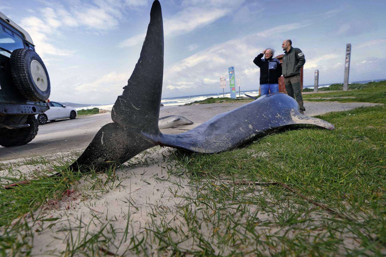 Dos delfines mulares han aparecido esta mañana varados en la orilla de la playa de Gerra, en San Vicente de la Barquera. El procedimiento siempre es el mismo. Llegar hasta el punto facilitado, certificar la muerte de los animales, llamar al veterinario y trasladarlo al centro de recuperación de Cabárceno para que analicen los cuerpos y el motivo del fallecimiento.