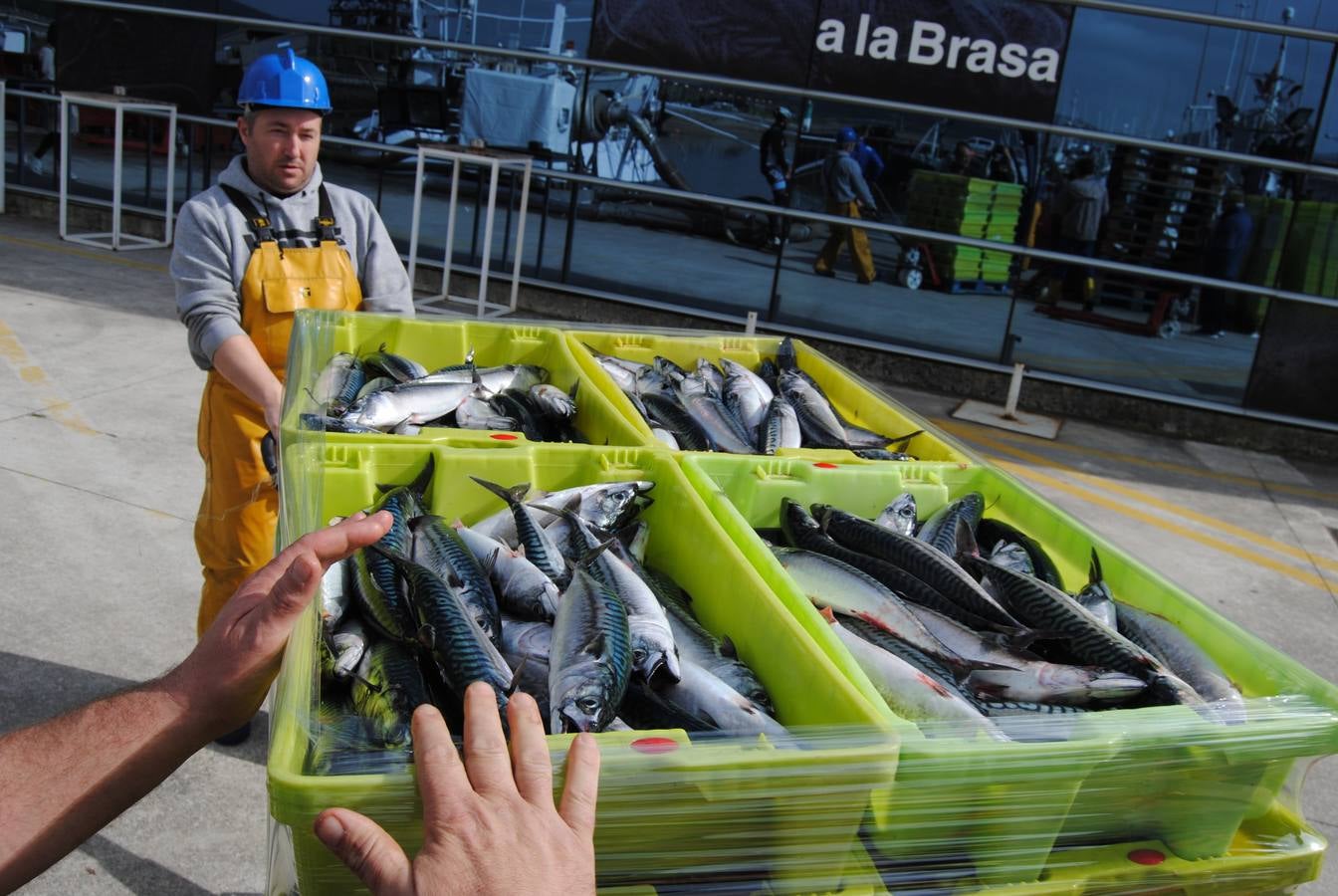 Fotos: 135 toneladas de verdel entran en la lonja de Santoña