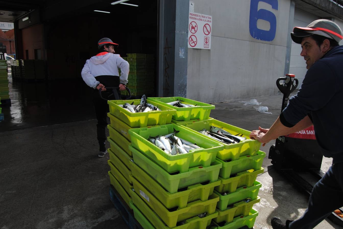 Fotos: 135 toneladas de verdel entran en la lonja de Santoña