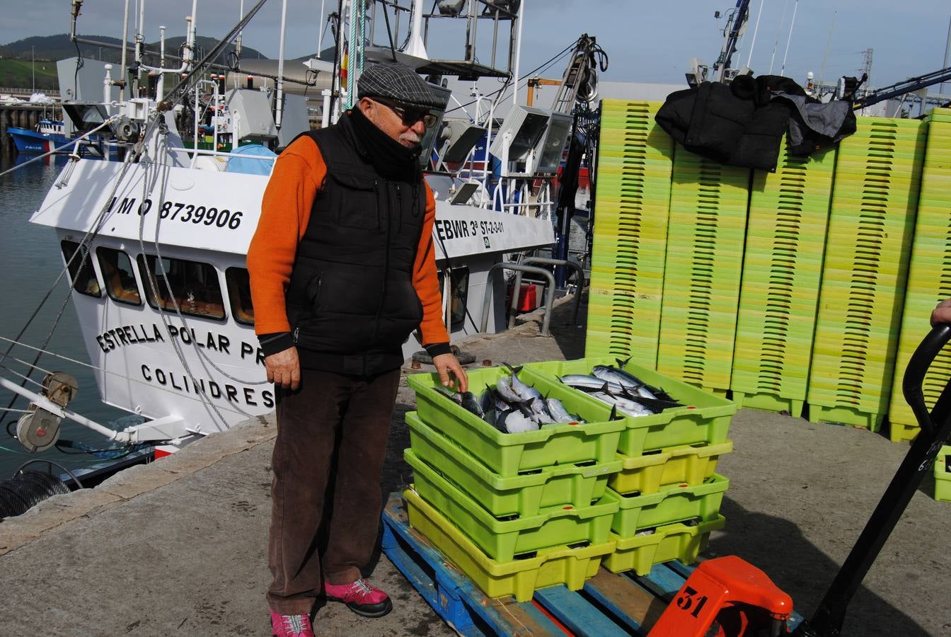 Fotos: 135 toneladas de verdel entran en la lonja de Santoña