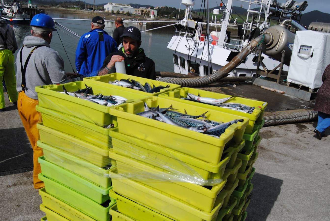 Fotos: 135 toneladas de verdel entran en la lonja de Santoña