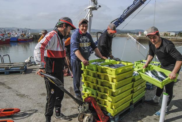 Varios tripulantes manejan una partida de verdel desembarcado este martes en el puerto de Santoña para acercarlo hasta la lonja. 